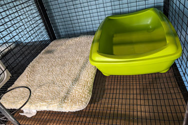 Golden Wood Kennel Cat Boarding