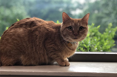 Golden Wood Kennel Cat Boarding