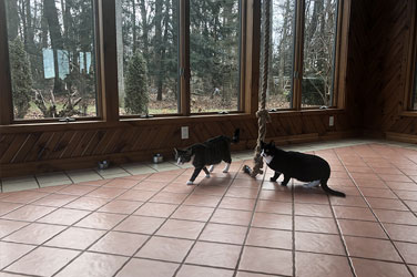 Golden Wood Kennel Cat Boarding