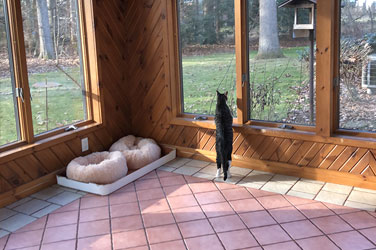 Golden Wood Kennel Cat Boarding