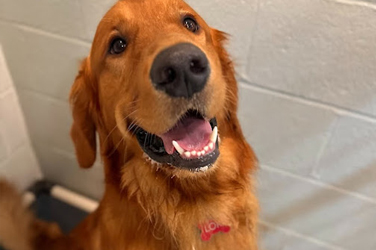 Golden Wood Kennel Doggy Daycare