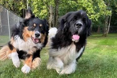 Golden Wood Kennel Doggy Daycare