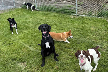 Golden Wood Kennel Doggy Daycare