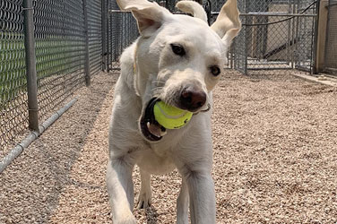 Golden Wood Kennel Doggy Daycare