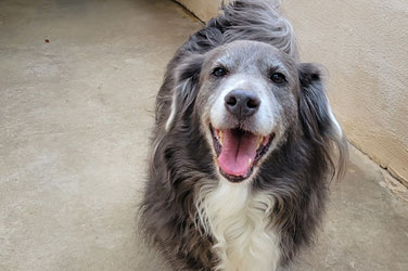 Golden Wood Kennel Doggy Daycare