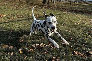 Golden Wood Kennel Dog Boarding
