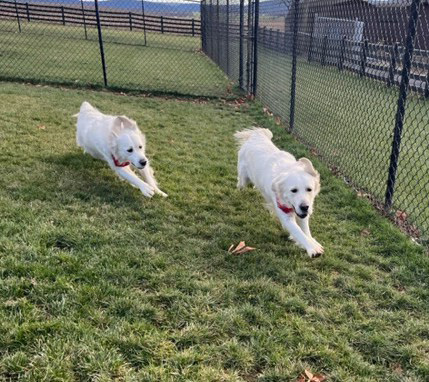 Doggy Daycare